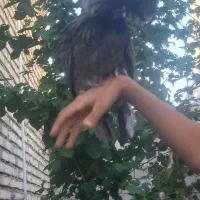 یک مرغ ویک خروس لهستانی شش ماه