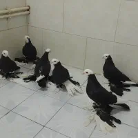 قره قجله  آغ باش
