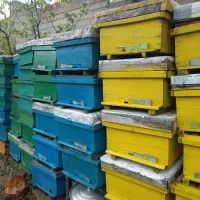 کندو طبق  رمکه