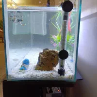 آکواریوم|ماهی|کرج, شهرک رضوانیه|دیوار