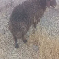 بره