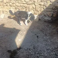 سگ فروشی|سگ|زاغه, |دیوار