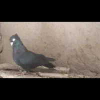 سیاه آبادانی