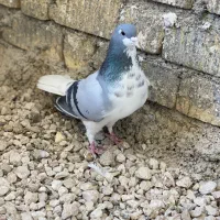 بدرنگ|حیوانات|شیراز, کفترک|دیوار