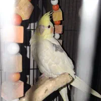 طوطی عروس نر دوکت تک خال