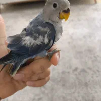 جوجه کوتوله دستی طوطی برزیلی|پرنده|بندرعباس, |دیوار