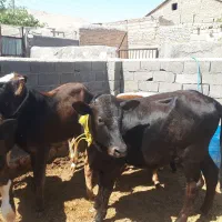 گوساله دورگ محلی نروماده هلیشتاین