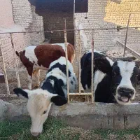 گوساله نر|حیوانات مزرعه|زاوه, |دیوار