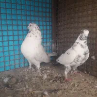 باسلام ب همه عشق بازها|پرنده|خمینی‌شهر, |دیوار