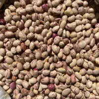 لوبیا چیتی|خوردنی و آشامیدنی|شیراز, فرهنگ شهر|دیوار