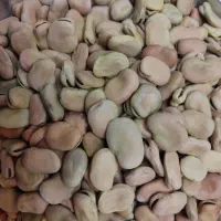 باقلا خشک و درجه یک امسال|خوردنی و آشامیدنی|شیراز, میانرود|دیوار
