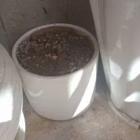 4عدد گلدان سرامیکی|گل و گیاه طبیعی|قم, ولیعصر|دیوار