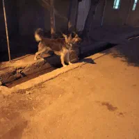 سگ خانگی|سگ|تاکستان, |دیوار