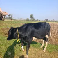 گاو ماده ۴ ماه بار دار به فروش میرسد