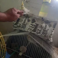 یک جفت عروس هلندی لیتینو