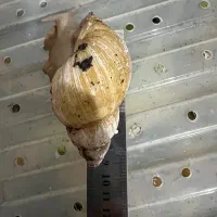 حلزون آچاتینا