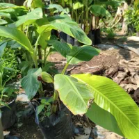 موز بیرونی و معتدله تا سردسیری|گل و گیاه طبیعی|لاهیجان, آهندان|دیوار