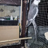 دو عدد عروس هلندی نر بالغ تظمینی و جوجه سرلاکی|پرنده|آزادشهر, |دیوار