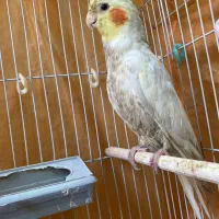 عروس هلندی نر و ماده|پرنده|کارون, |دیوار