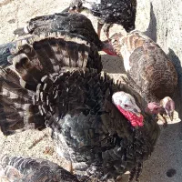 بوقلمون رویال پالم  12 عدد 30000000|حیوانات مزرعه|باسمنج, |دیوار