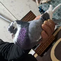 کبوتر خاص پر پرشی بازکن ملقی بابهدجوجه گیری