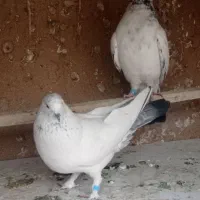 کفترکله دم سبز|پرنده|تهران, امیریه|دیوار