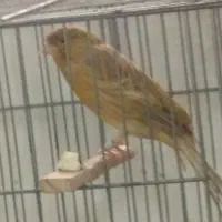 قناری نر و ماده آماده اماده