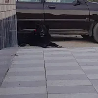 واگذاری سگ قدرجونی سرومچ دار همه چی تموم|سگ|شهرضا, |دیوار