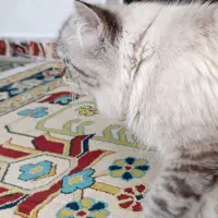 گربه نر پرشین چشم آبی|گربه|نور, |دیوار