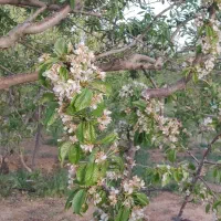 فروش یک سهام طرح ۱هوره