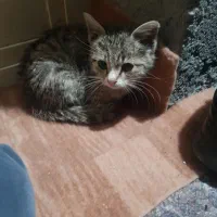 بچه گربه نر سه ماهه