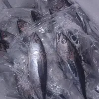 ماهی فروشی خلیج فارس