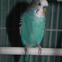 فروش تعدادی مرغ عشق