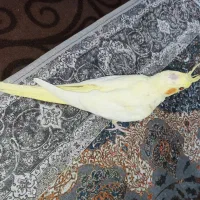 عروس هلندی لوتینو فوق مولد چشم شرابی|پرنده|شوشتر, |دیوار