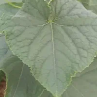 راهنمایی در مورد کاشت گل