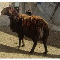 قوچ دو و نیم ساله هموزیگوت افشار به ضمانت