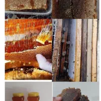 فروش زنبور و عسل درجه یک