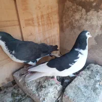 پرنده جفگایی
