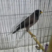 مرغ مینا|پرنده|تهران, ارجمندی راد|دیوار