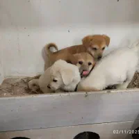 واگذاری ۴ توله  سالم ۲ماده‌ نره ۲ ماه نیم ماه|سگ|اردبیل, |دیوار