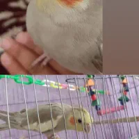 عروس هلندی گم شده