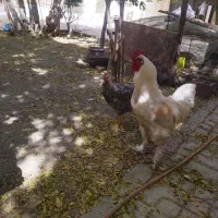 ۲ تا خروس سالم و سرحال|حیوانات مزرعه|مشهد, جنت|دیوار