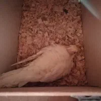 جفت عروس با تخم و جوجه (ارسال به مشهد هم دارم)|پرنده|گلبهار, شهر جدید گلبهار|دیوار