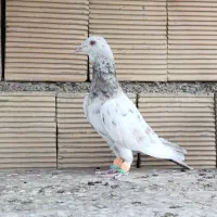 کفتر جفگاه|پرنده|مشهد, نوید|دیوار