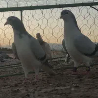 کفتر|پرنده|تربت‌حیدریه, باغ سلطانی|دیوار