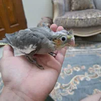 جوجه عروس هلندی