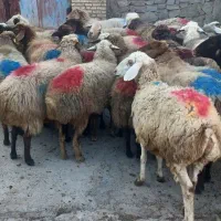 ۲۸ راس میش جوان همه ابستن باب مالداری|حیوانات مزرعه|گلبهار, نوبهار|دیوار