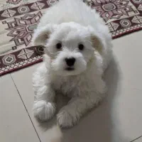 پودل کراس(تریر) سه ماهه
