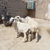 سه تا گوسفند پاکستانی جوان دوقلوزاه ابست|حیوانات مزرعه|زابل, |دیوار
