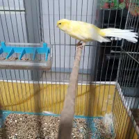 قناری نر سوپر درجه یک